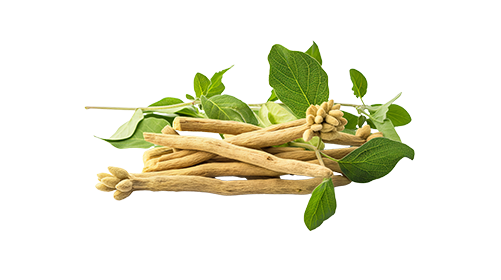 Ashwagandha KSM-66® 100mg