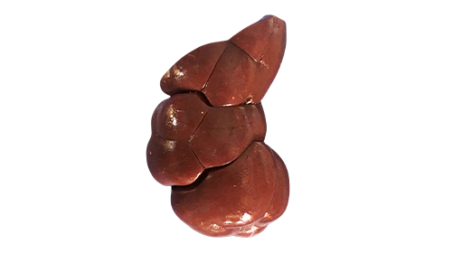 Grass-Fed Beef Kidney 50mg