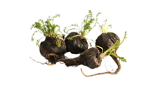 Black Maca 200mg