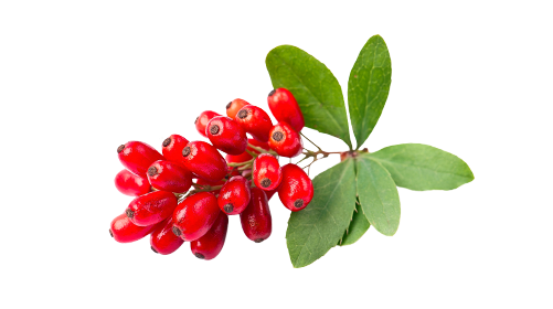 Berberine 50mg