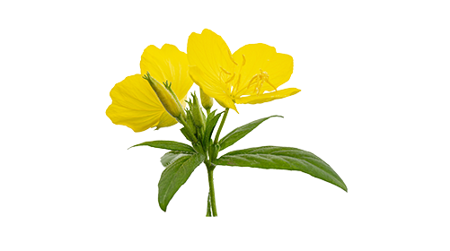 Evening Primrose Oil 150mg