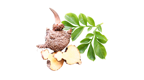 Glucomannan 300mg
