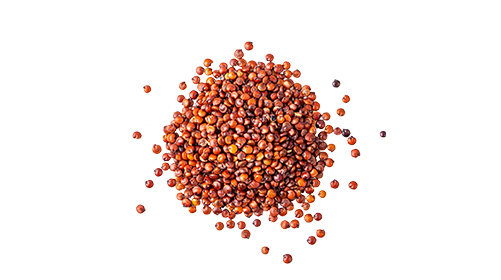 Grains of Paradise 100mg
