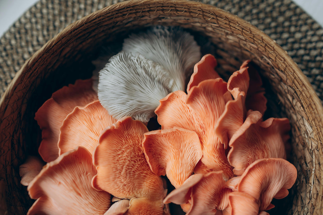 The 6 Healthiest Mushrooms to Eat for Immunity, Energy, and Brain Power