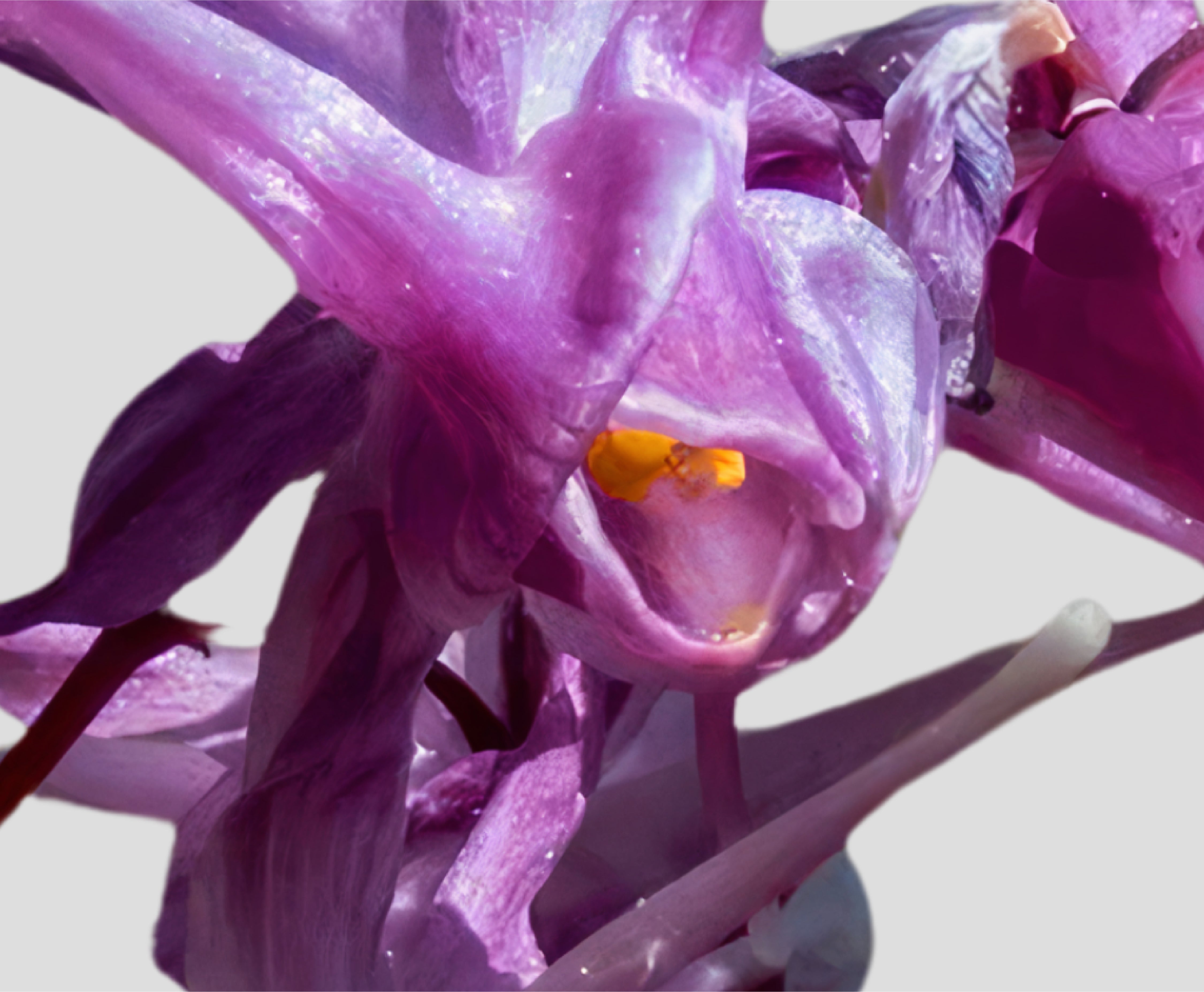 Horny Goat Weed