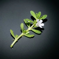 Bacopa