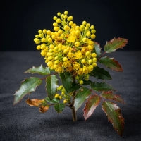 Berberine HCl