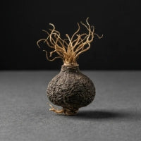Black Maca