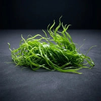 Chlorella