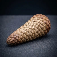Cistanche Tubulosa