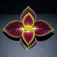 Coleus Forskohlii