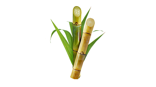 Bamboo Leaf Extract (Silica) 50mg