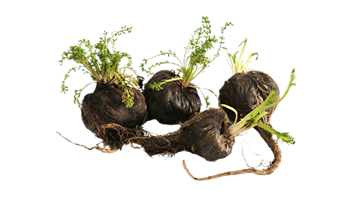 Black Maca  200mg
