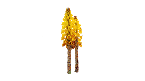 Cistanche Tubulosa 50mg