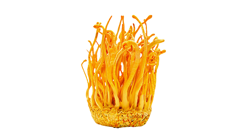Cordyceps 200mg