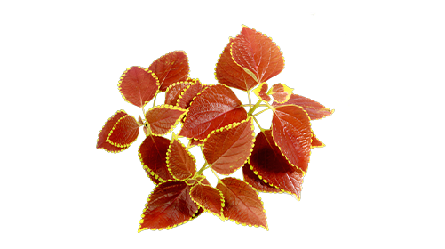 Forskolin 100mg