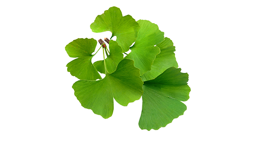 Gingko BIloba 100mg