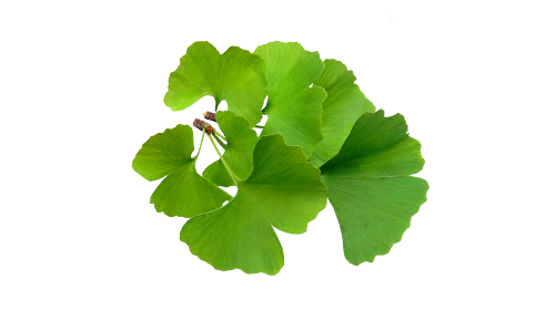 Ginkgo Biloba 200mg