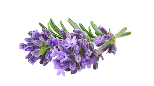 Lavender 100mg