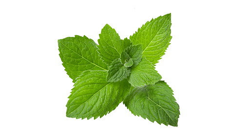 Lemon Balm 100mg