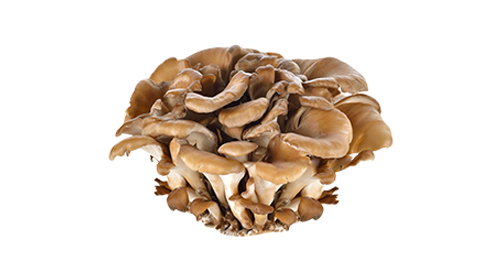 Maitake 100mg
