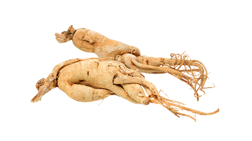 Panax Ginseng 100mg