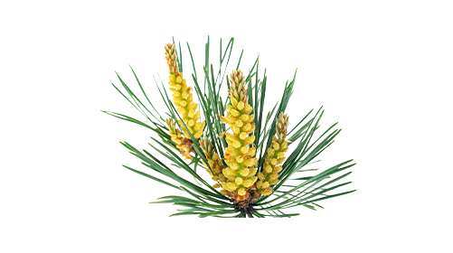Pine Pollen 100mg