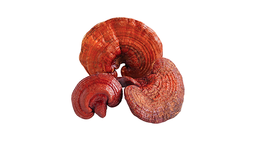 Reishi 200mg