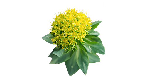 Rhodiola Rosea 100mg