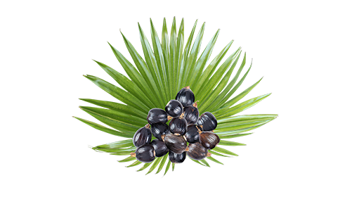 Saw Palmetto Extract 200mg