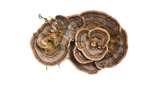 Turkey Tail 100mg