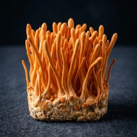 Cordyceps