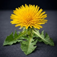 Dandelion Root Extract