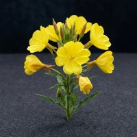 Evening Primrose Oil