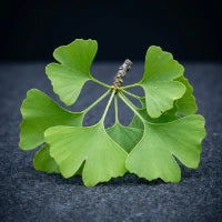 Ginkgo Biloba