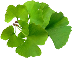 Ginkgo Biloba Extract