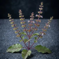 Holy Basil Leaf Extract