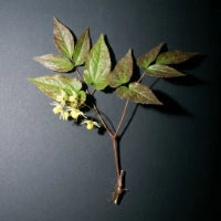 Horny Goat Weed