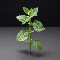 Lemon Balm Extract