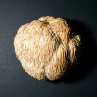 Lion's Mane