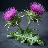 Milk Thistle Extract