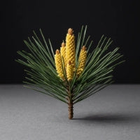 Pine Pollen