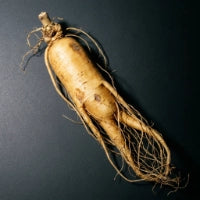 Panax Ginseng