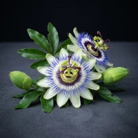 Passionflower Extract