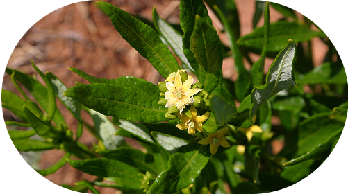 Fadogia Agrestis (600mg)