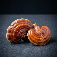 Reishi