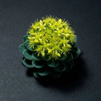 Rhodiola Rosea