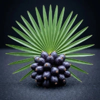 Saw Palmetto