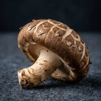 Shiitake