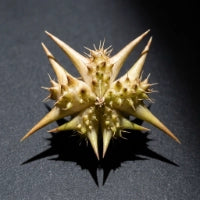 Tribulus Terrestris